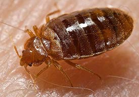 Closeup image of a bed bug.