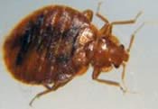 Image of a bed bug.