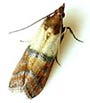 Pantry Pests
