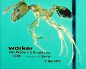 Image of a pharaoh ant.