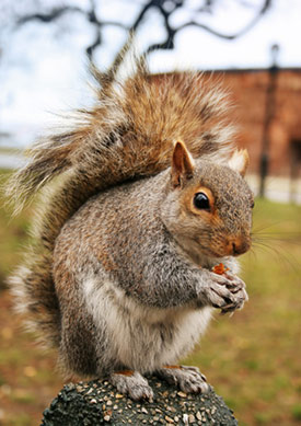 Squirrel eating a nut.