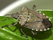Image of a shield-shaped stink bug.