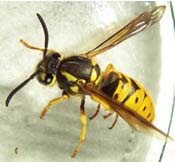 Image of a NJ yellow jacket.